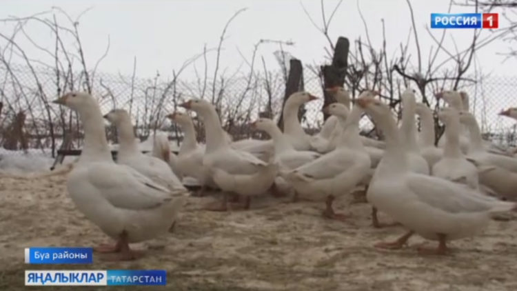 Кайгылы хәбәр