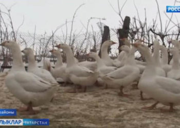 Ике кулга бер эш