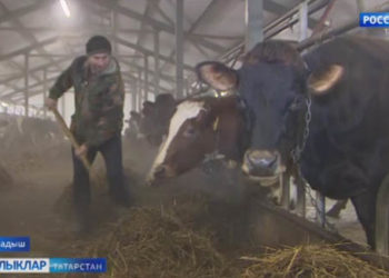 Мамадыш районыннан Зариповлар гаиләсенең күркәм эшләре