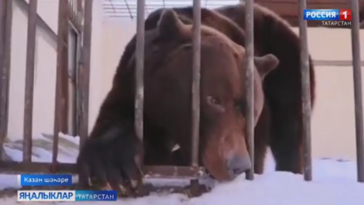 Фомка кушаматлы аю йокыдан уянды