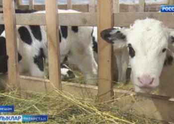 Якимовлар гаиләсенә Республика Президенты программасы  булыша