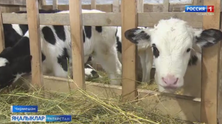 Якимовлар гаиләсенә Республика Президенты программасы булыша