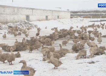 «Атабай» агрофирмасында кош ите җитештерү арта