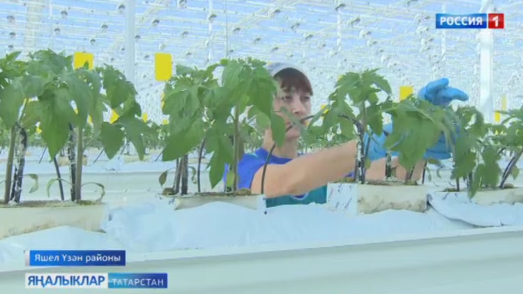 Табыннарга – витаминлы ашамлыклар