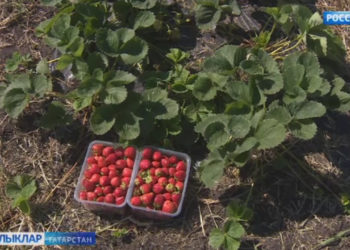 Татарстанда агробизнеска ярдәм итүдә яңа закон