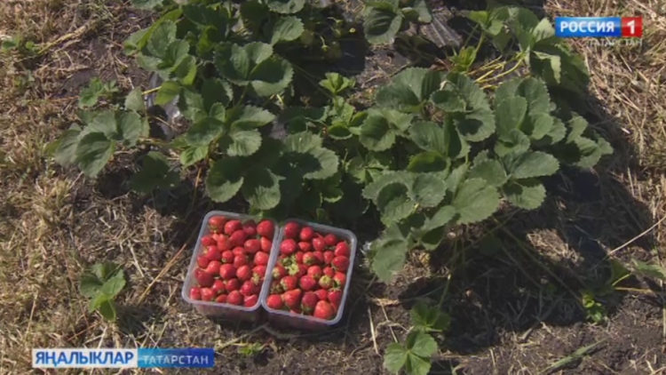 Татарстанда агробизнеска ярдәм итүдә яңа закон