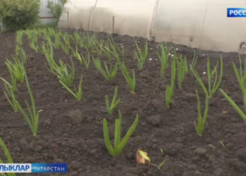 Бакчачыларның  кызу эш вакыты