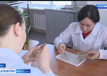 Татарстан галимнәре суыкларга чыдам арышның яңа сортын үстергән