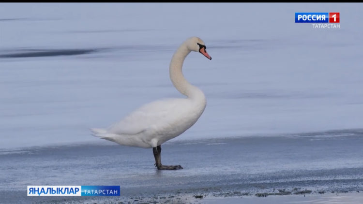 Татарстанга аккошлар кайтты