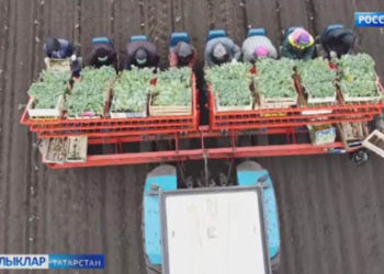 Игенче кырда сынала