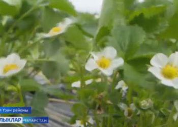 Җиләкле җәй