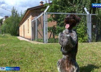 Бүген Россиядә кинолог көне