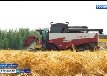 Азнакай районында да игеннәрне урып җыюга керештеләр