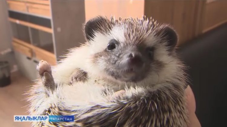 Туп кебек түгәрәк, чәнечкеле энәләр