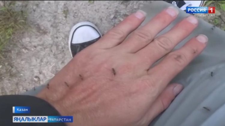 Көннәр эсселәнгәч, черкиләр бик активлашты