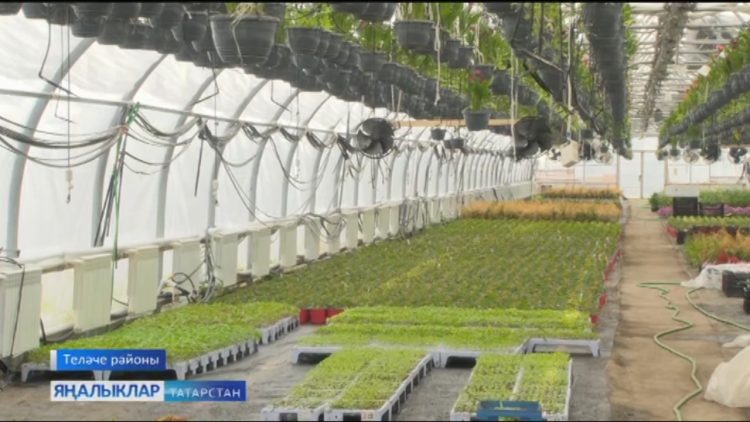 Барысы да үзебезнеке