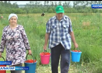 Эх, җиләкле җәй!