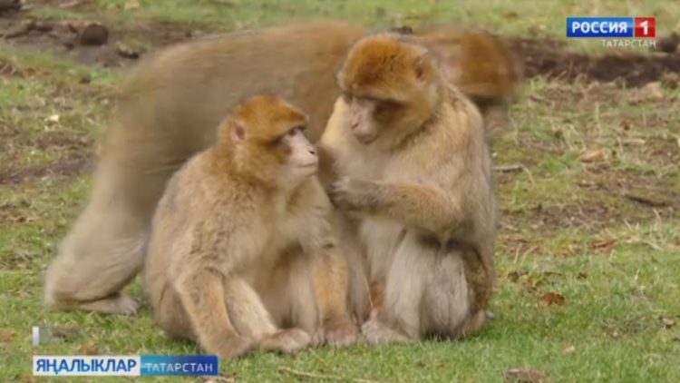 Киләсе ял көннәрендә Казанда цифрлы олимпиада була