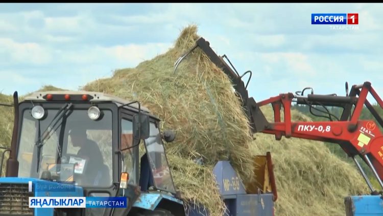 Басуларда печән өсте