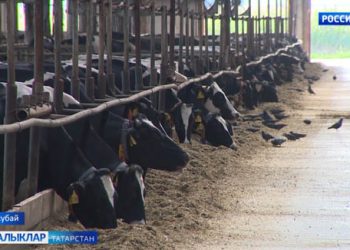 Аксубай районында тәүлегенә 35 тонна сөт савалар