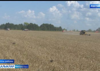 Ашлык суктыру буенча гектардан уртача 55 центнер уңыш белән Тәтеш районы беренчелеккә  чыкты