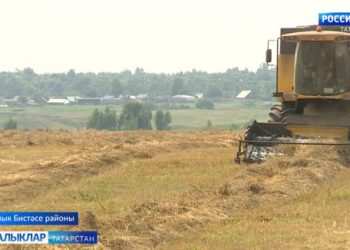 Балык Бистәсе районы игенчеләре мул уңыш җыеп алу өчен тырыша