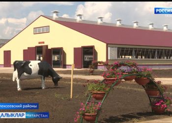 Алексеевский районындагы “Родина” хуҗалыгында  бер мең 340 баш малга исәпләнгән сөт комплексы ачылды