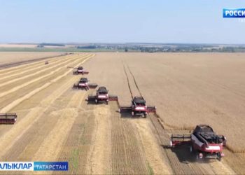 Буа игенчеләре бөртеклеләрне җыюны дәвам итә