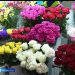 Флористлар Белем көненә әзерләнә
