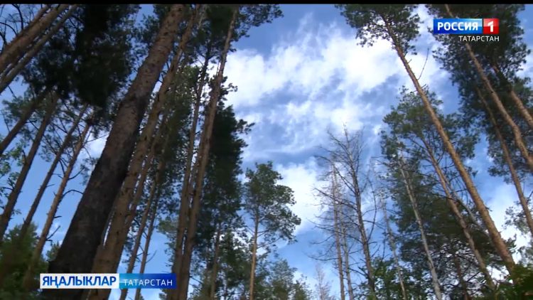 Татарстанда 40 меңгә якын кеше диспансерлаштыру узды