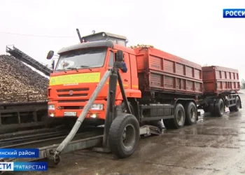 Буа шикәр заводына чөгендерне күрше-тирә район хуҗалыкларыннан да китерәләр