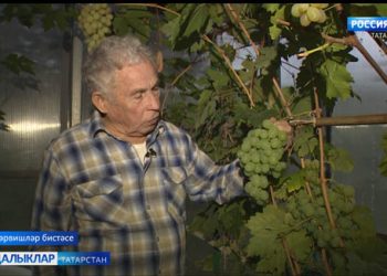 Дәрбишләр бистәсендә яшәүче ир-ат бакчасында йөзем үстерә