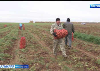 Кишер үстерүче фермер Илдар Сафин