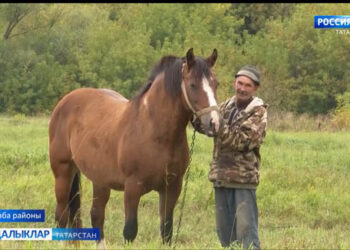 Саба районында атлар асраучы Әхмәдуллиннар