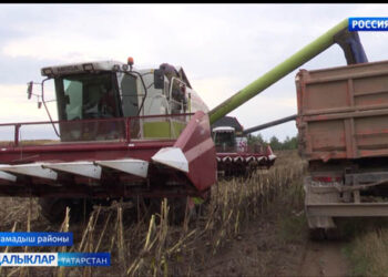 Мамадыш аграрийлары көнбагыш уңышын җыя