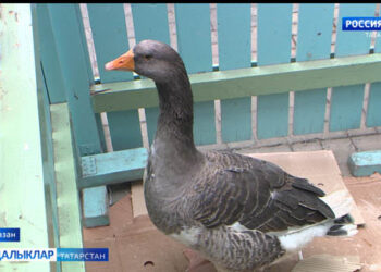 Казанда — Каз өмәсе узды