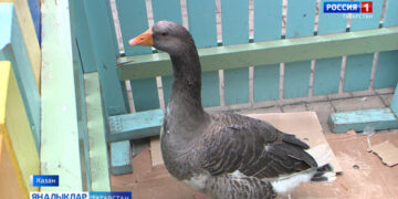 Казанда — Каз өмәсе узды