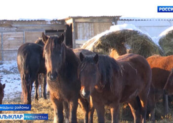 Иярләгән атым бар…