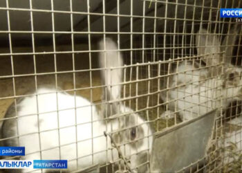 Буадан Сәет Хәсәнов 30 елдан артык куянар үрчетү белән шөгыльләнә