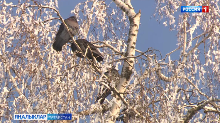 Синоптиклар фаразыннан нәрсә көтәргә?