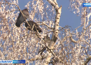 Синоптиклар фаразыннан нәрсә көтәргә?