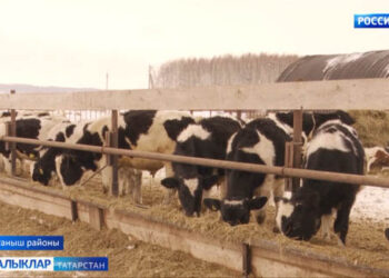 Яңа елга- яңа мал белән