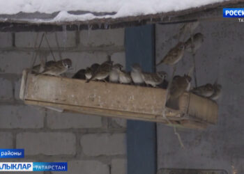 Суыклар куркытмаса да, ачлык кошларның иң явыз дошманы