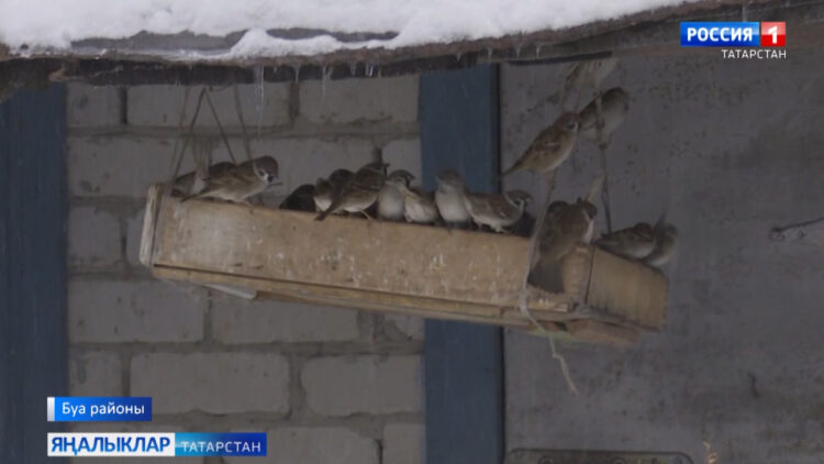 Суыклар куркытмаса да, ачлык кошларның иң явыз дошманы