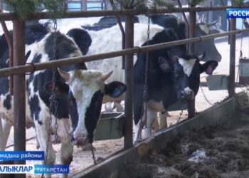 Мамадыш аграрийлары узган елга нәтиҗә ясады