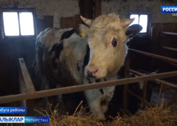 Алабуга районында 10 гаилә грант отты