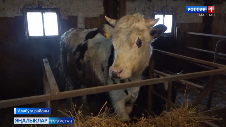 Алабуга районында 10 гаилә грант отты