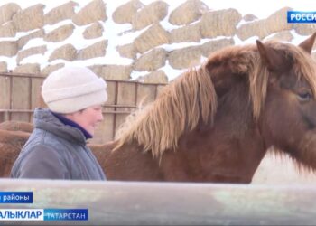 Буа районының  “Агронур” җәмгыятендә Гөлназ Әмирханова инде  берничә дистә ел  атлар карый