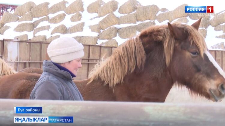 Буа районының “Агронур” җәмгыятендә Гөлназ Әмирханова инде берничә дистә ел атлар карый