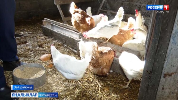 Йогышлы авырудан хуҗалыклардагы кош-кортларны ничек сакларга?